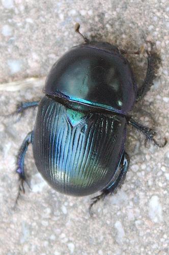 Geotrupes mutator